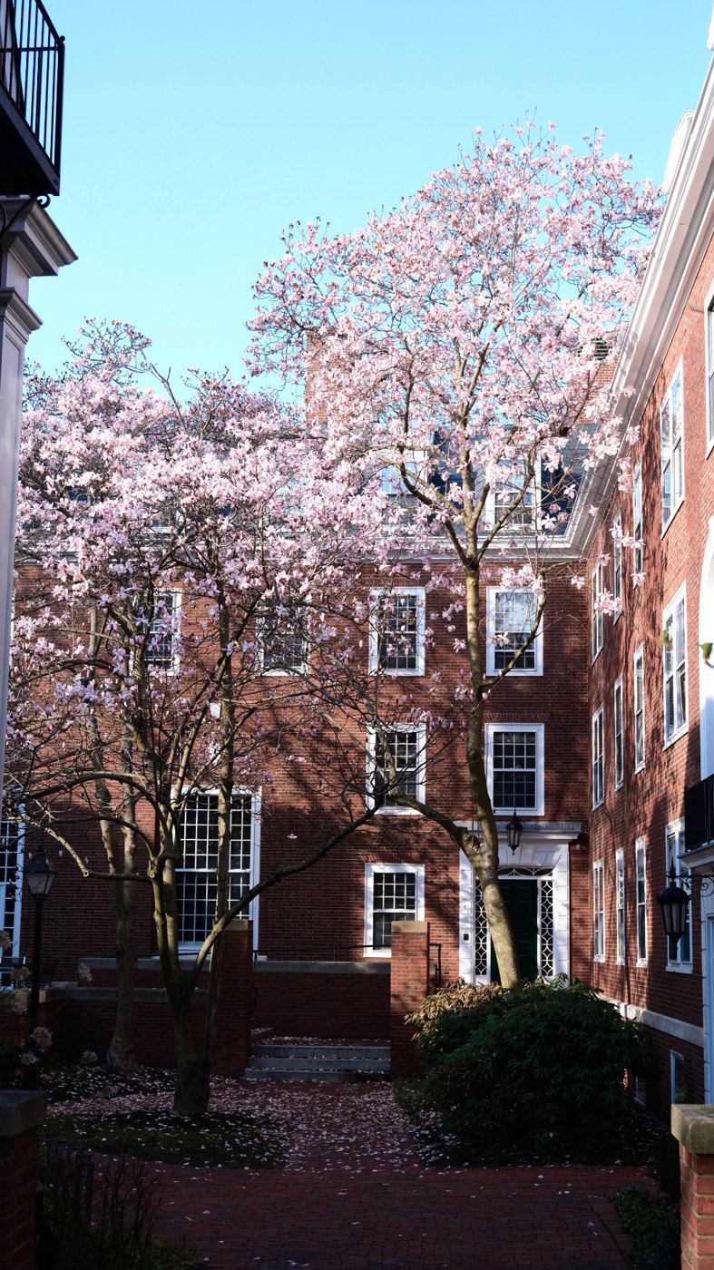 Harvard sakura and the bricks