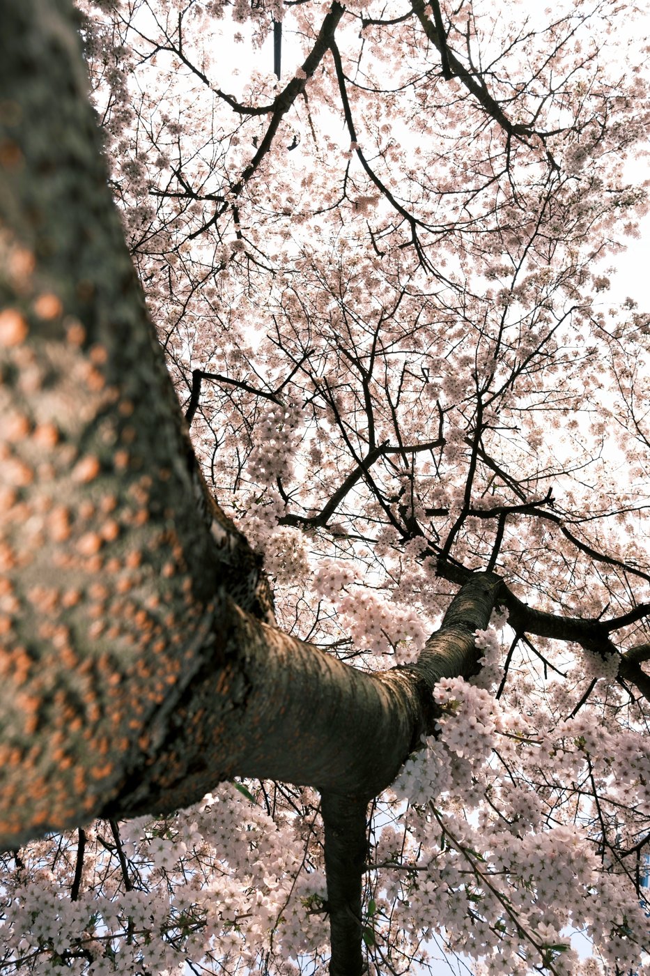 London spring